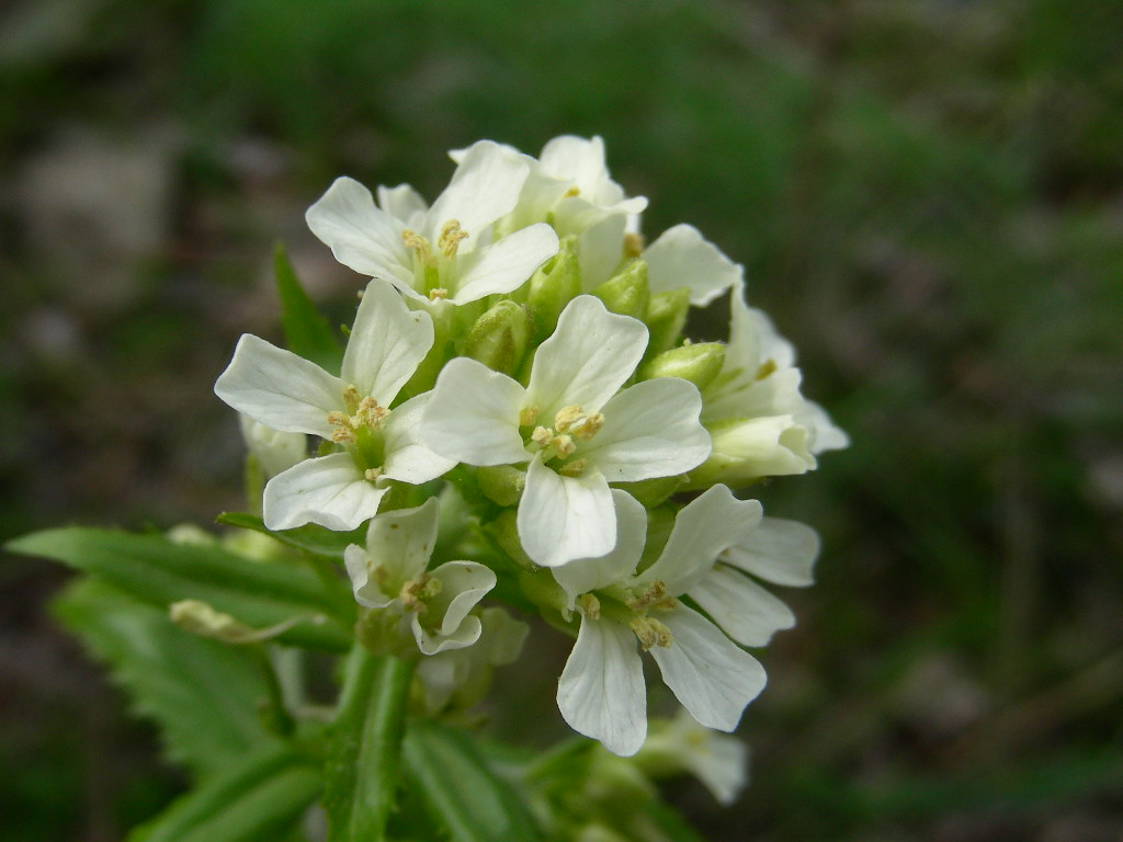 Arabis turrita
